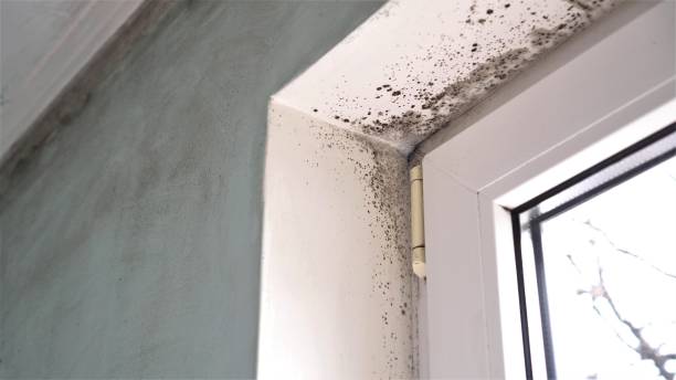 Best Air Quality Testing for Mold Spores  in Weatherford, TX