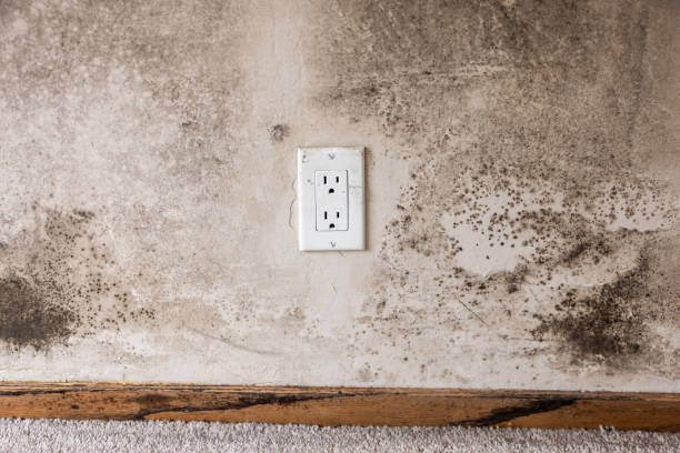 Best Asbestos and Lead Testing During Mold Inspection  in Weatherford, TX